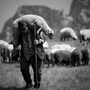 The Parable of the Lost Sheep