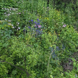 in my garden