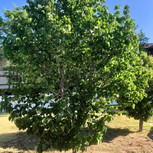 78 - A Replacement for Western Red Cedar?