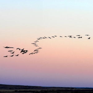 Episode 285-Conversation with Wildlife Biologist Bethany Ostrom