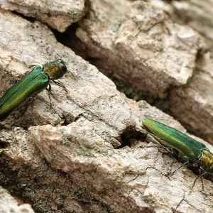103 - Emerald Ash Borer