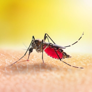 Why Google wants to release 32 million mosquitoes...to reduce mosquito populations