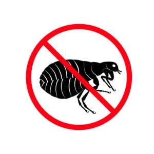Fleas are out of control this year. Here's how to fight them