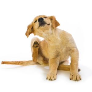 How to keep your pets safe from the flea invasion this summer