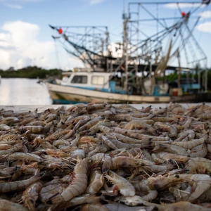 Louisiana shrimpers are getting hit hard. They want President Trump to help