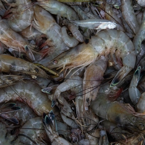 Hour 2: Why Louisiana shrimpers are asking President Trump for help