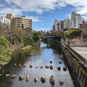 Walking down the Meguro river, Tokyo