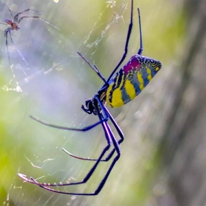 Escape from Tokyo's Spider Mountain