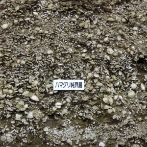 Kasori Shell Mound in Chiba, Japan