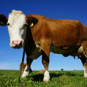 FirstPersonSingular: Laura Ferry – California Cow