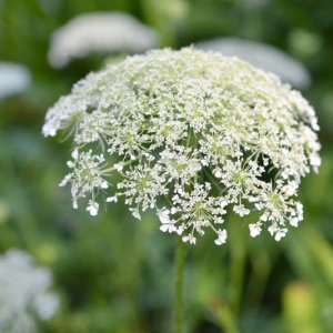 Poisonous Plants in Your Garden