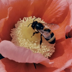 Our Environment & The Skin