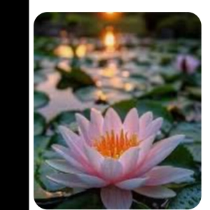 The Lotus and the Mirror