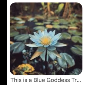 Life’s Gentle Flow