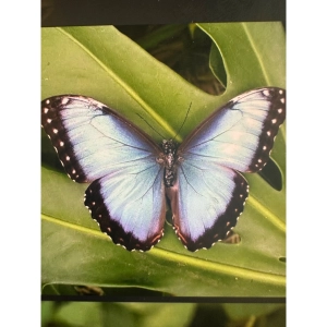 Angels Guides and Pure Intention ~