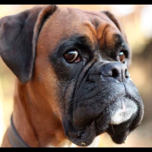 El Boxer