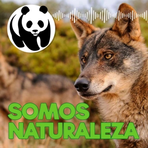 Lobo 🐺 - Ep. 1