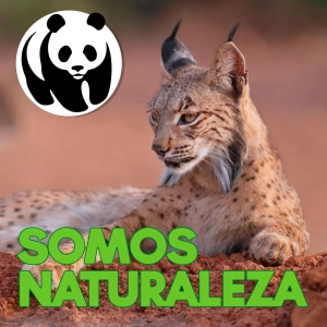 Lince 😸 - Ep. 2