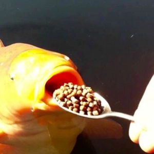 【Razzy】 Pomp and Circumstance / 威風堂々「English Dub」