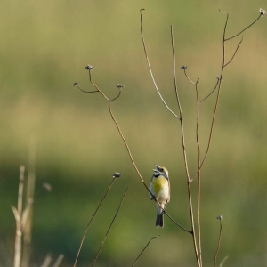What will it take to save America's birds?