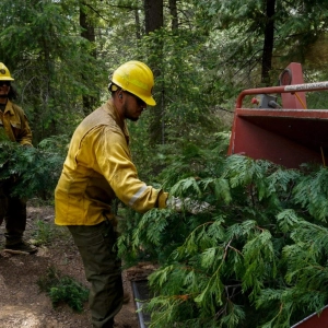Is Trump taking a chainsaw to the Forest Service?
