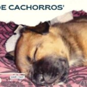 Va de cachorros- Capítulo 173