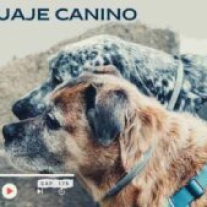 Capítulo 168- El idioma de tu perro: lenguaje canino