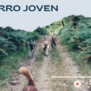 El perro adolescente – joven – Capítulo 170
