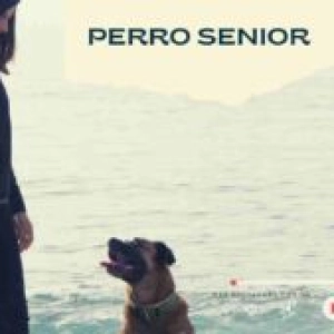 Capítulo 166- Perro senior