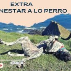 Capitulo 165- Extra de bienestar a lo perro
