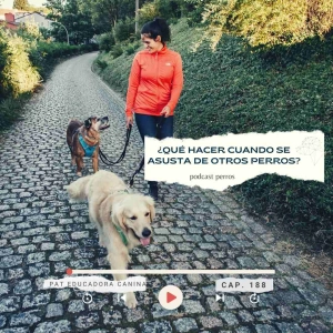 ¿Qué hacer cuando se asusta de otros perros? -Capítulo 188