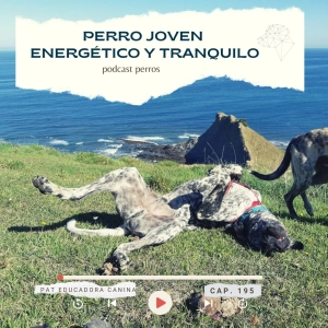 ¿Cómo acompañar a un perro lleno de energía a estar tranquilo? -Capítulo 195