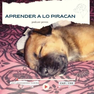 Aprender a lo piracan- Capítulo 198