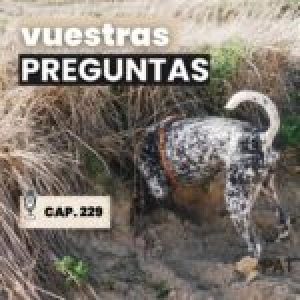 Vuestras preguntas sobre viajar, acecho, juego con la boca, perros en el jardín y más – capítulo 229