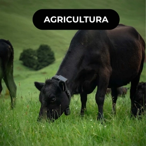 🐄 Halter: coleiras inteligentes para controlar gado