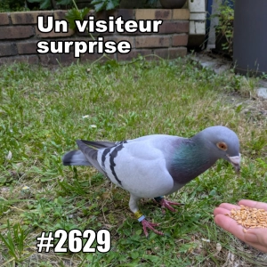 Le visiteur surprise qui faisait un long voyage (Heatwave Guest in the Garden)