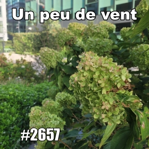 2657 — Un peu de vent peut-il faire ça ? (Noticing Urban Nature)