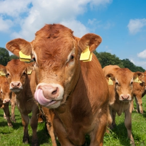 The UK ruminant antibiotic stewardship roadmap