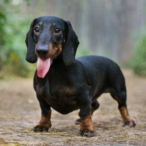 Audio Summary: Do passive range of motion exercises lead to quicker postsurgical recovery of canine IVDD?