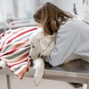 Audio Summary: Comparing clinical outcomes of dogs suffering from degenerative lumbosacral stenosis upon surgical or nonsurgical treatment
