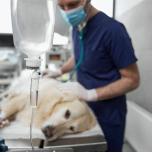 Audio Summary: Clinical audit of nonoperative anaesthesia time and surgical site infections of canine tibial plateau osteotomy procedures