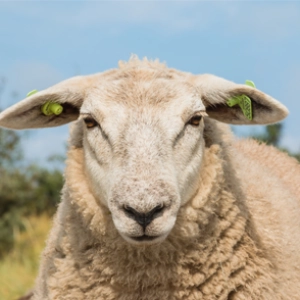 Audio Summary: In sheep undergoing general anaesthesia does inclusion of medetomidine result in hypoxaemia?