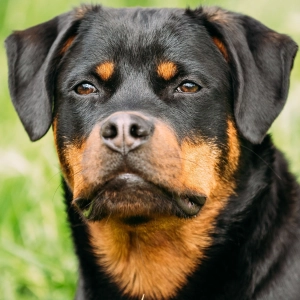 Lesca Monica Sofyan - In dogs diagnosed with osteoarthritis, is meloxicam superior to carprofen for reducing patient discomfort?