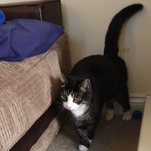 Audio Summary: ‘Don’t pee on that!’ Comparing environmental modification and medical management in cats with FIC