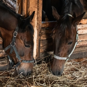 Amy Leather, Sarah Smith - Is inhaled immunotherapy more effective than environmental management when treating equine asthma?