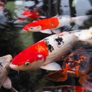 Audio Summary: Do opioids provide adequate analgesia for surgical coeliotomy in teleost fish?