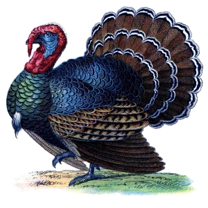 Giving Thanks