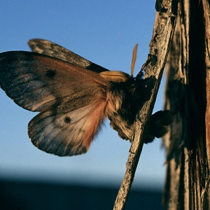 What‘s a pandora moth?