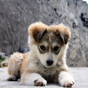 Can you clone your dog?