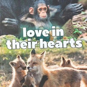 Love in Their Hearts Book: Stories of Animal Emotions for Young Adults with Marc Bekoff and Jeff Campbell